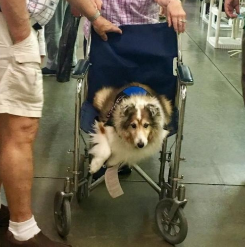 老奶奶怕老狗累了，把轮椅让给它坐，也许这就是相伴一起变老！