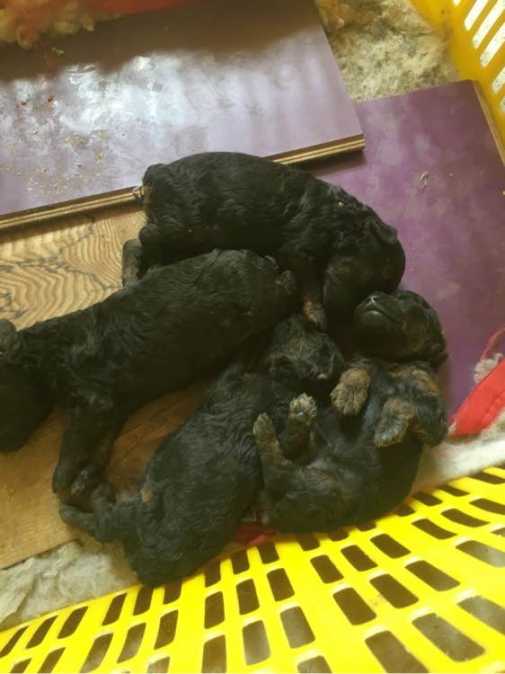 拉布拉多和泰迪怎么养需要注意什么记得收藏