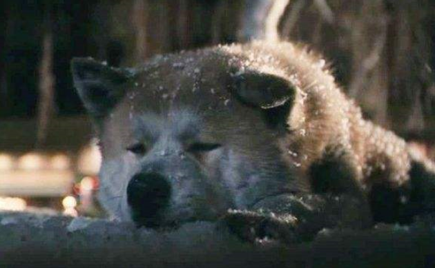 《忠犬八公的故事》，看完这部电影，你将非常想要养一条狗