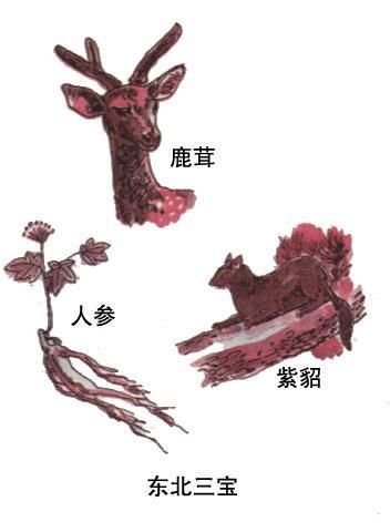 东北黑土地上的这三样宝,据说都是保命神器!-380度知识分享