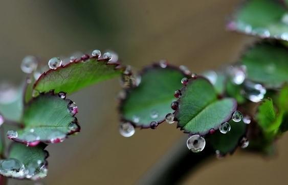 《唐诗三百首》赏析 022 ‖ 感时花溅泪，恨别鸟惊心