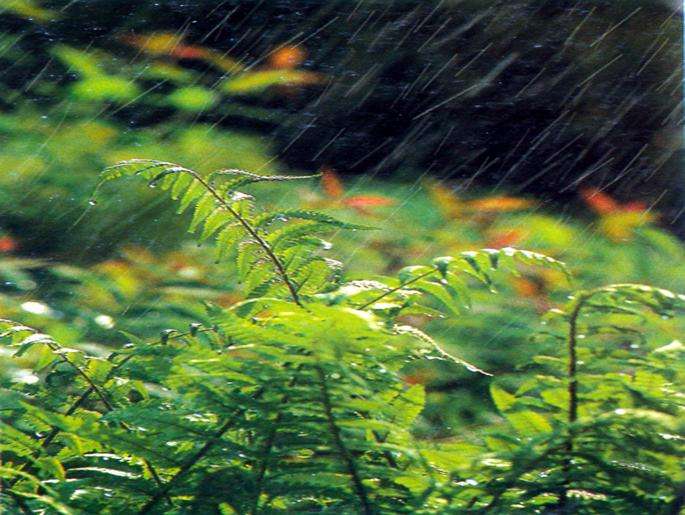 《唐诗三百首》赏析 022 ‖ 感时花溅泪，恨别鸟惊心