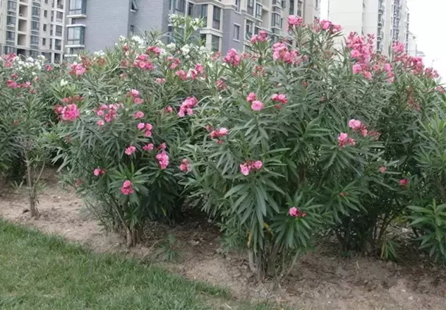 长寿花为什么致癌（毒花毒草大盘点爱花须谨慎）