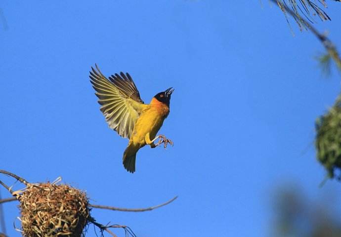 《唐诗三百首》赏析 022 ‖ 感时花溅泪，恨别鸟惊心