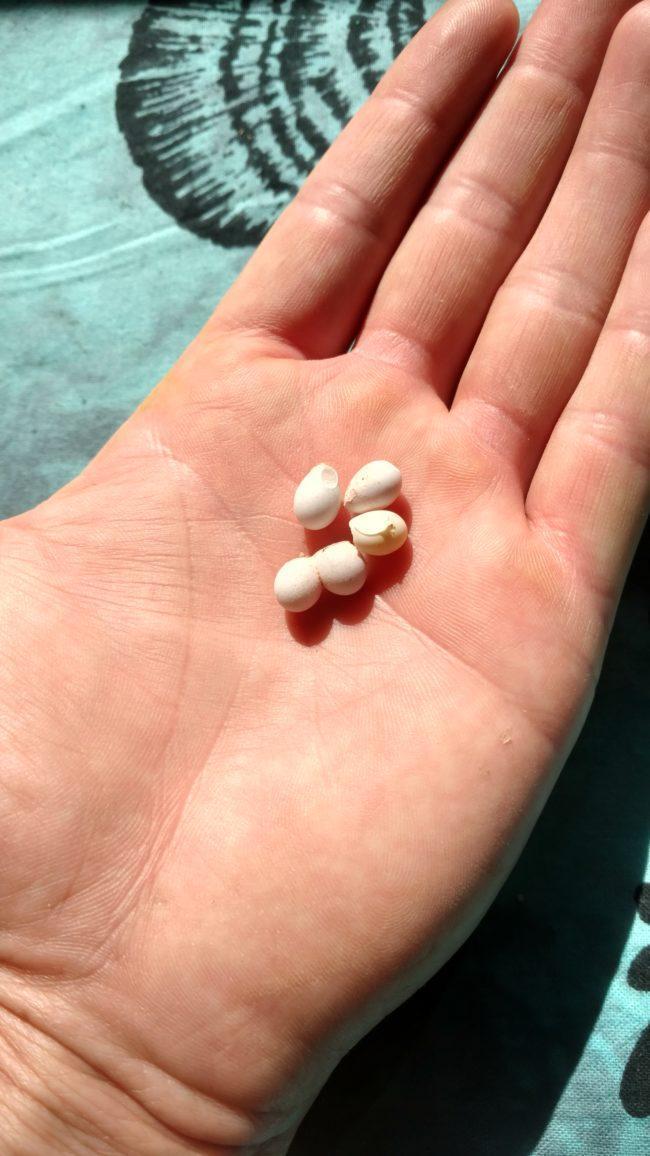 眼尖网友发现数颗迷你小蛋,孵化出来的竟然是壁虎宝宝