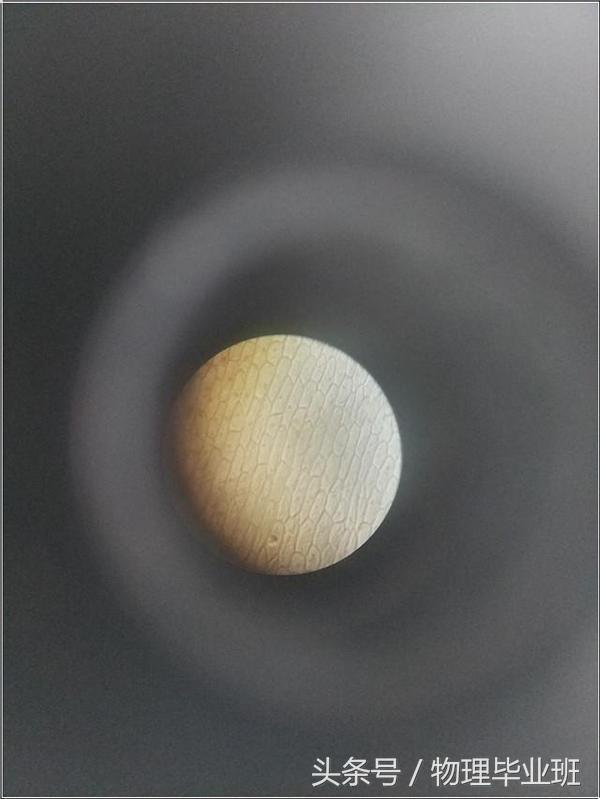 这些细胞像水晶！光学显微镜下的洋葱表皮（中考物理光学应用）
