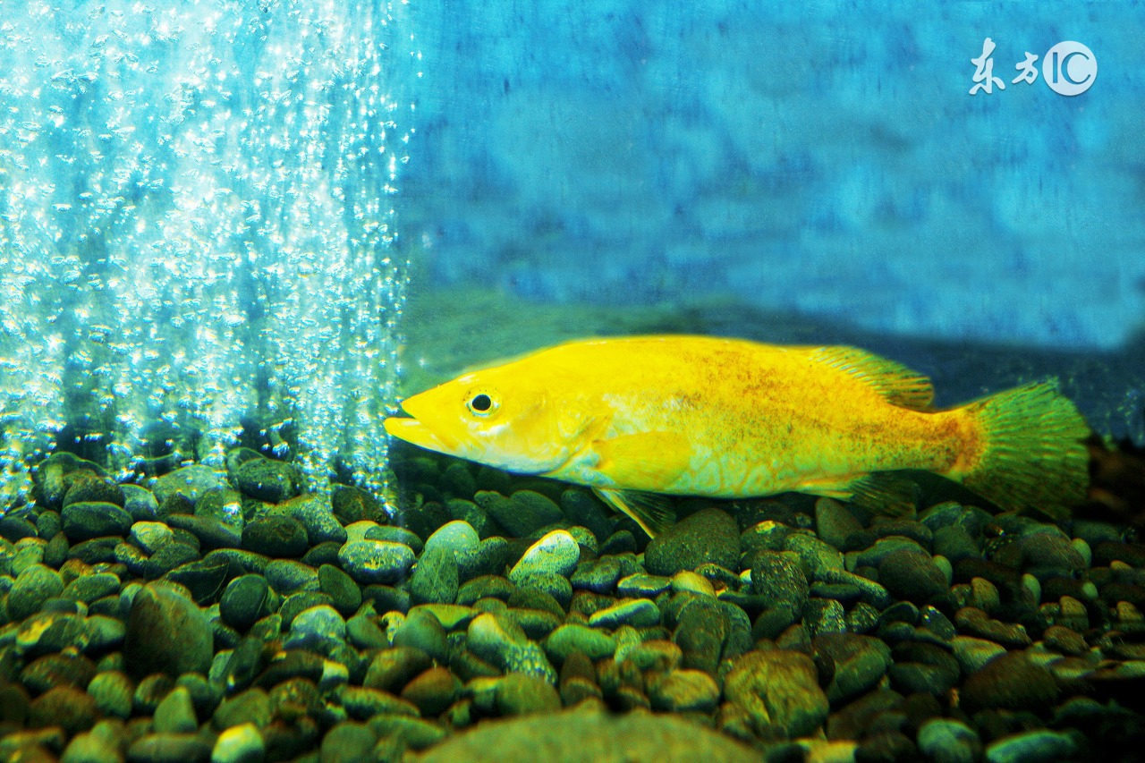 传说甚多,喜欢养鱼,除了有观赏价值 外,养鱼会有聚财与化煞的风水作用