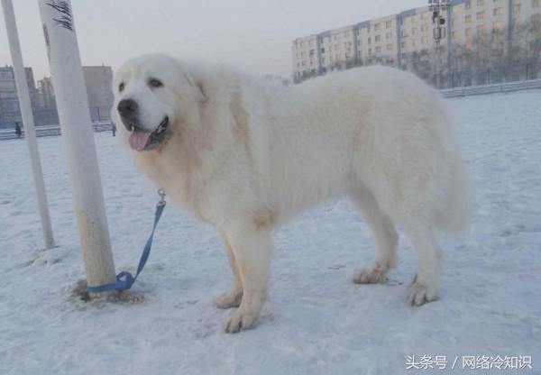 小白熊犬长什么样子（小白熊和大白熊区别）