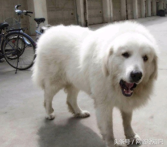 小白熊犬长什么样子（小白熊和大白熊区别）