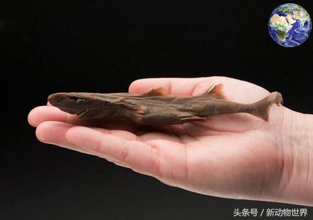 世界上最小的鲨鱼，体长仅30厘米，我觉得我能吃十个