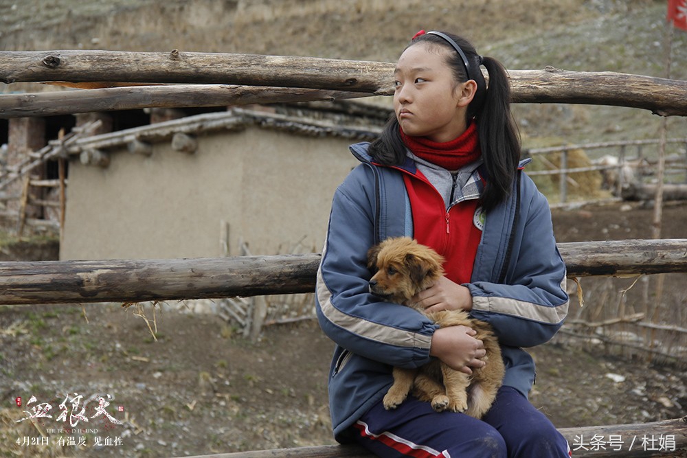 《血狼犬》丨它用凛烈和血性告诉你：情义值千金