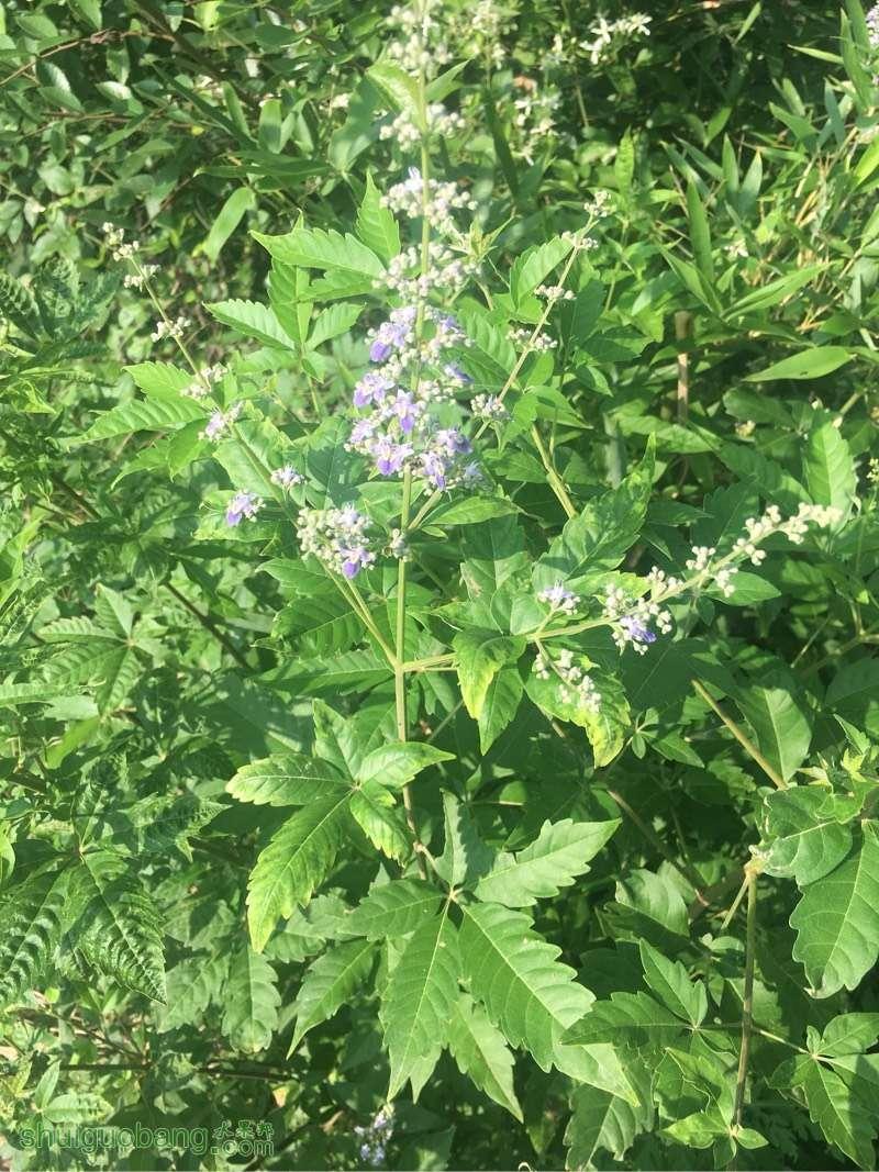 《本草》植物志之荆条:所有的相遇,都是偶然的怦然心动