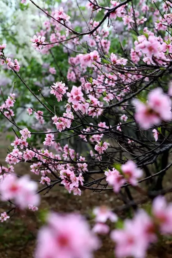 大林寺桃花古诗的意思翻译(大林寺桃花的意思全文翻译)