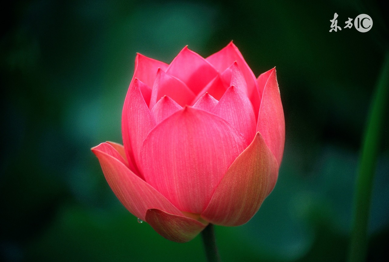 夸赞女生有气质的10句唯美诗句，直戳她心里，太有用了！