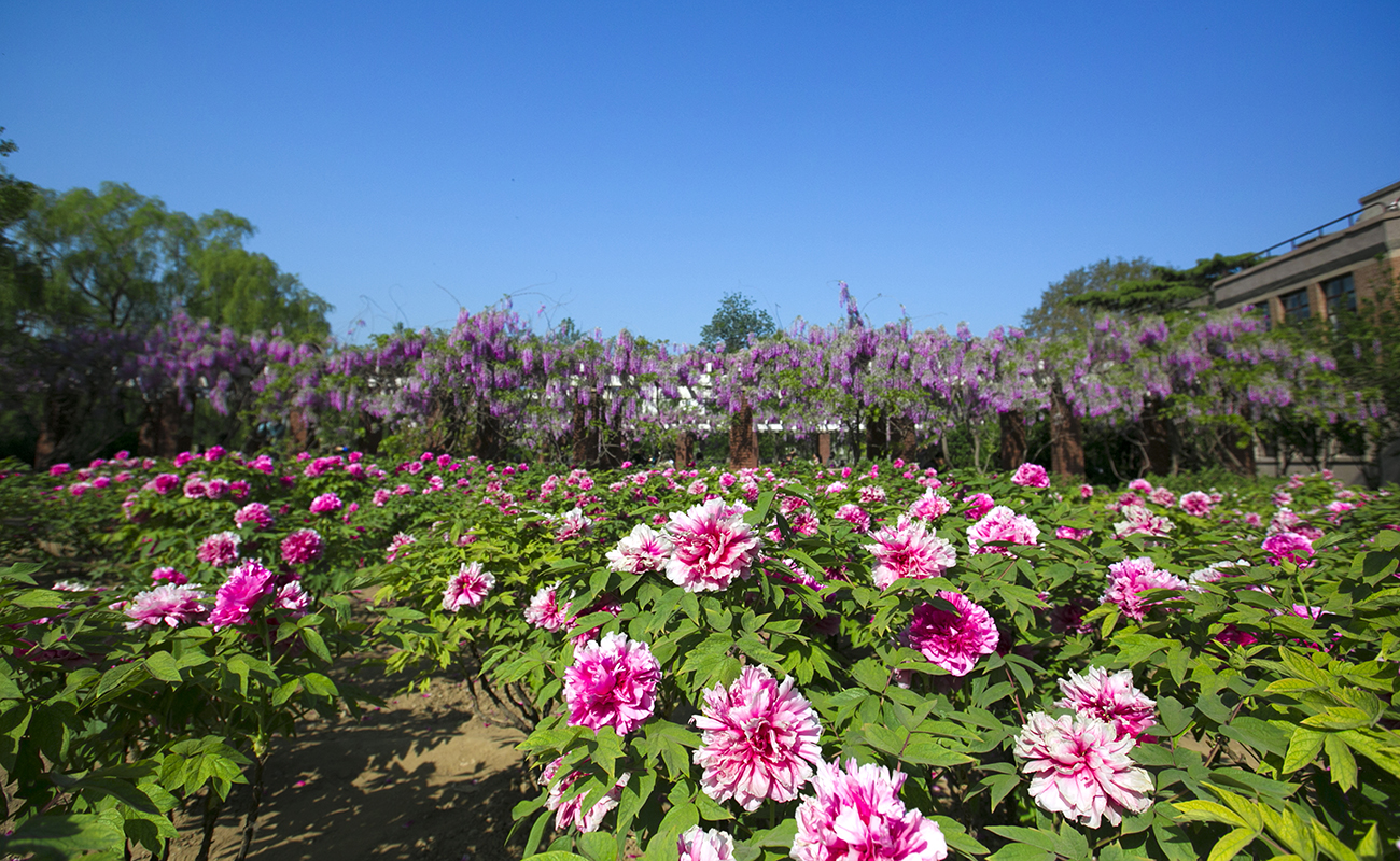 五一小长假去哪里？更好的清华等你来！