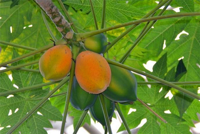 木冬瓜的功效与作用-我的快乐小窝