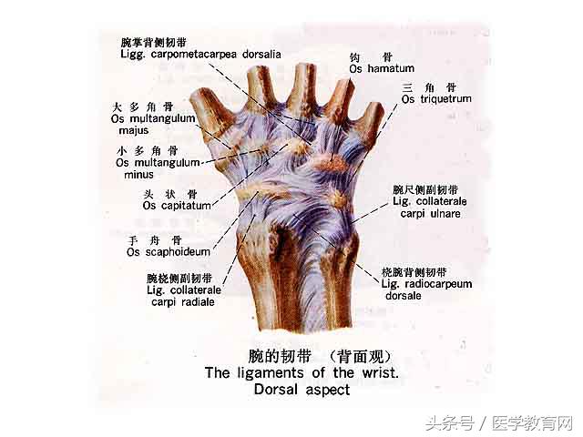 运动系统由什么组成？运动系统全套解剖图-第71张图片