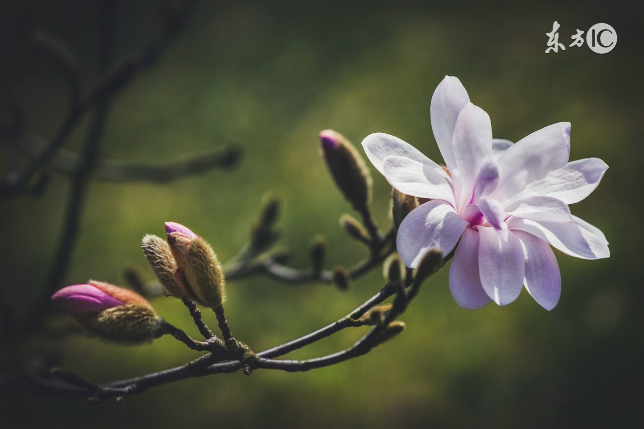 夸赞女生有气质的10句唯美诗句，直戳她心里，太有用了！