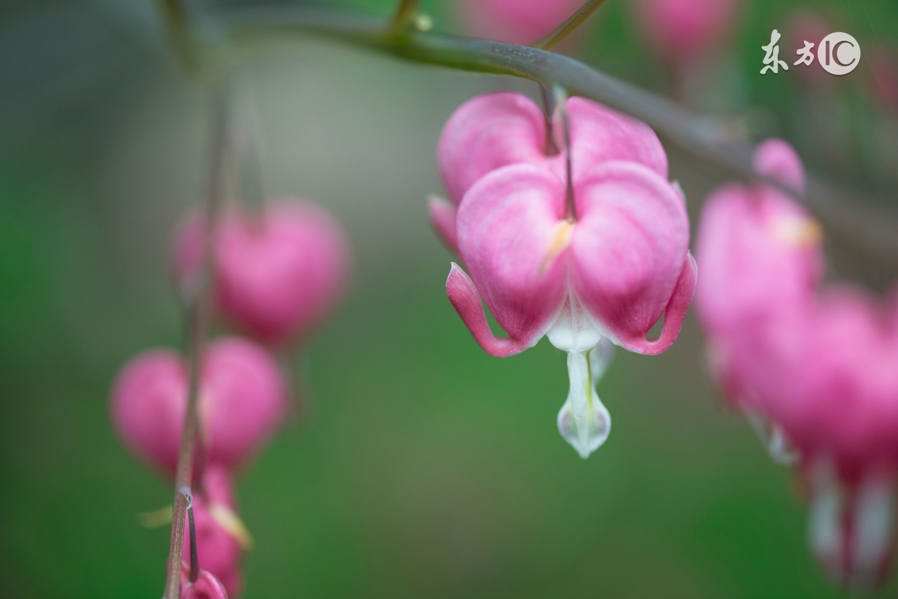 夸赞女生有气质的10句唯美诗句，直戳她心里，太有用了！