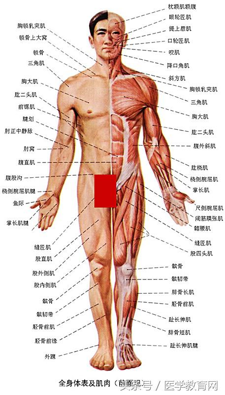 运动系统由什么组成？运动系统全套解剖图 45