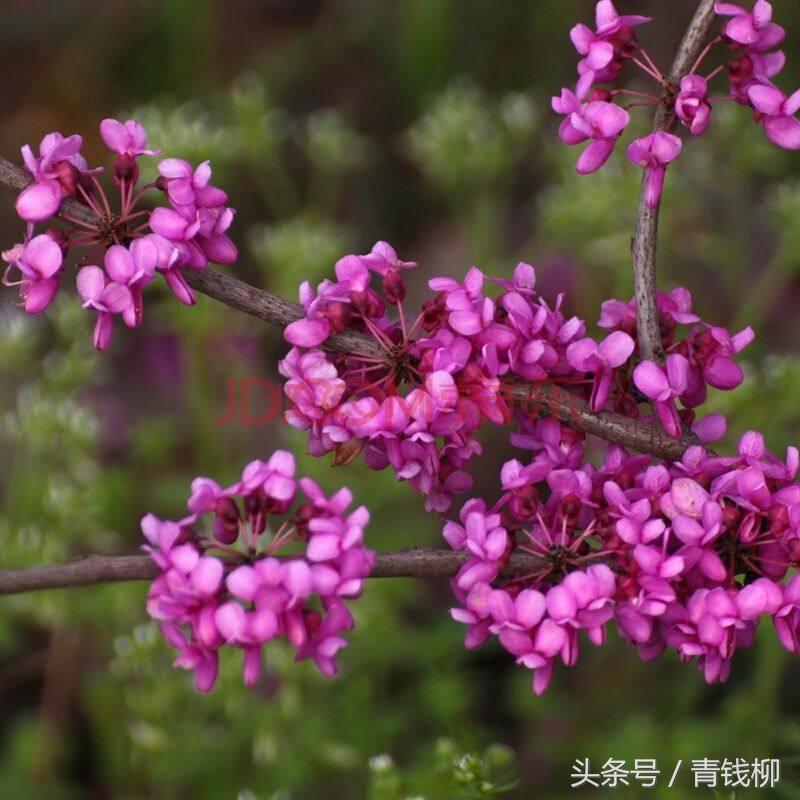 紫荆是乔木还是灌木（紫荆的植物特征繁育技术及栽培管理）