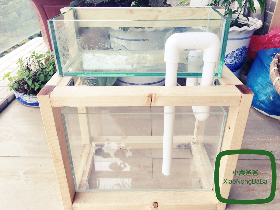 可以养鱼和种植多肉植物(可以养鱼和种植多肉植物嘛)