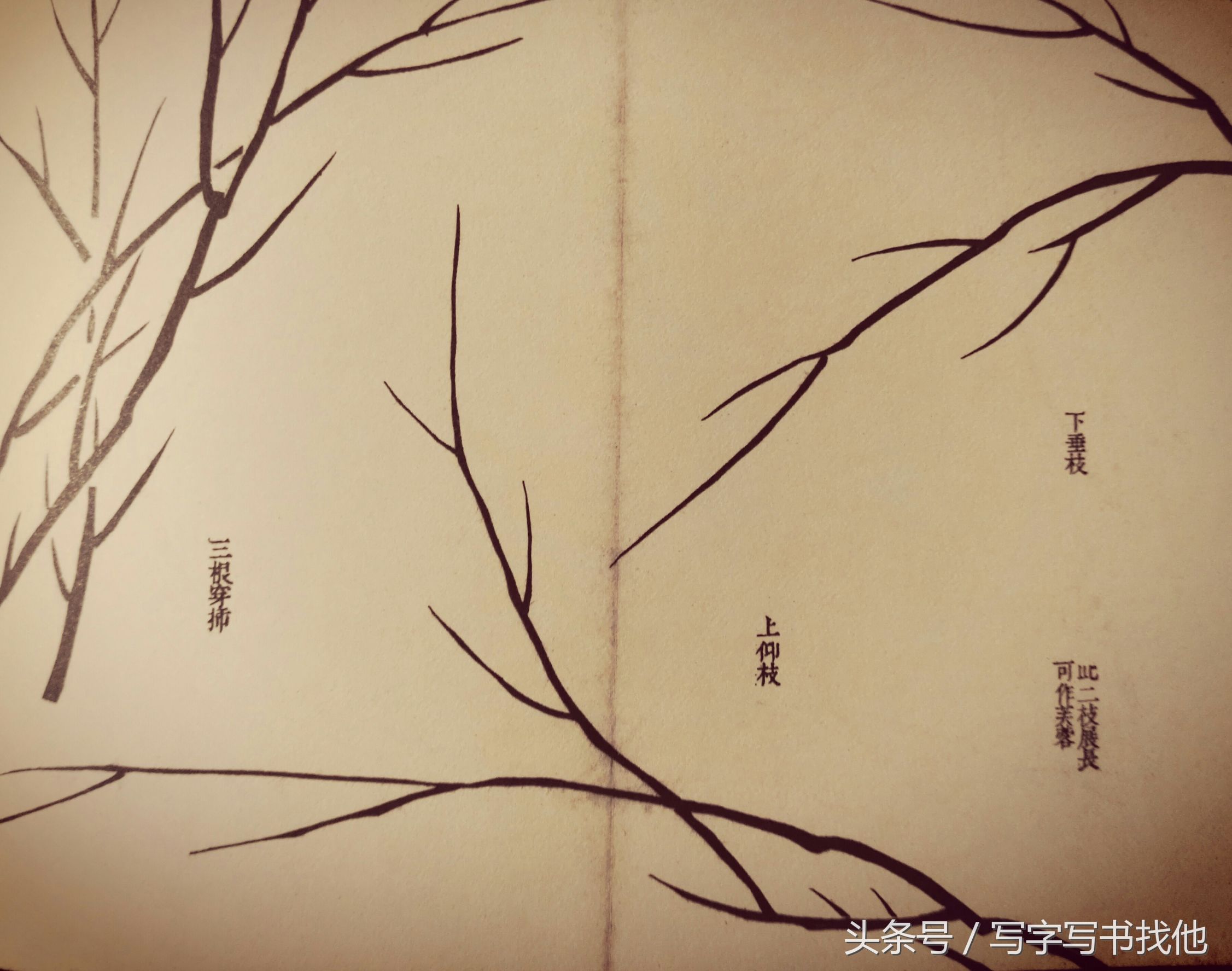 蝴蝶飞蛾蜻蜓蚱蜢螳螂蝉等怎么画？根下苔草怎么点缀