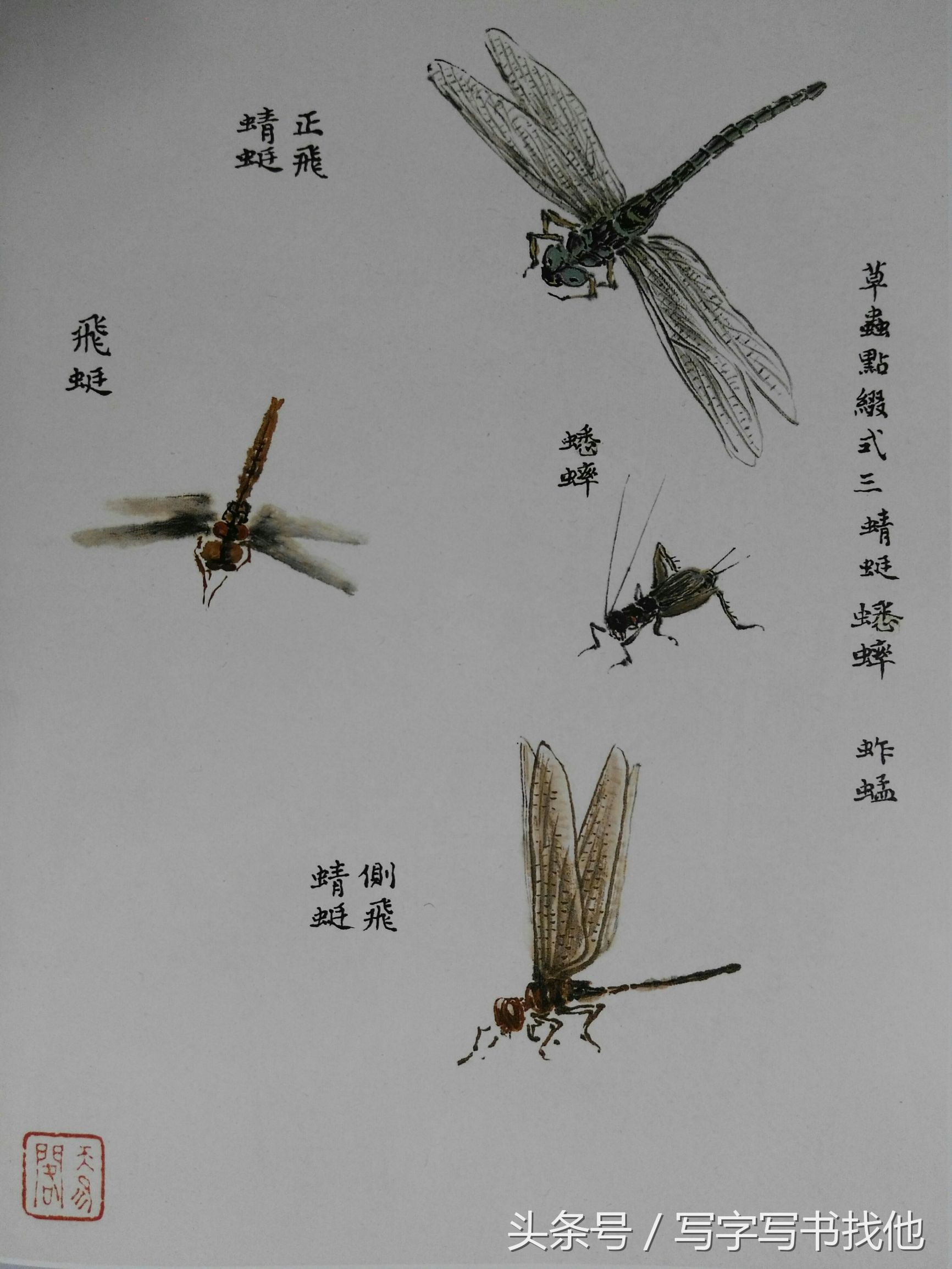 蝴蝶飞蛾蜻蜓蚱蜢螳螂蝉等怎么画？根下苔草怎么点缀