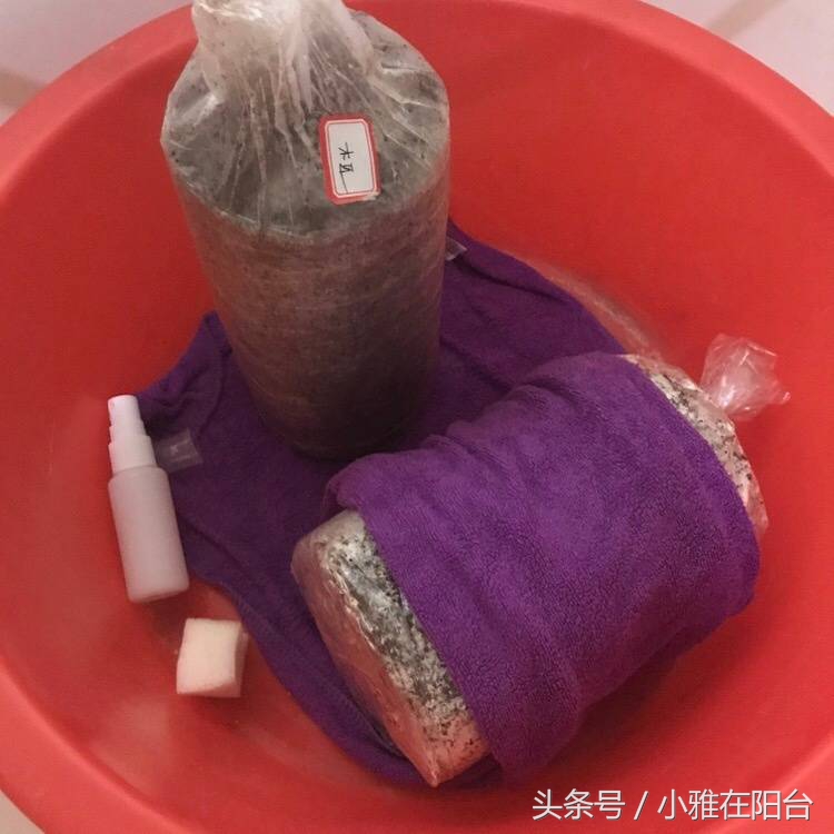 自己在家怎样种平菇？只要认真喷水，平菇吃一次又一次