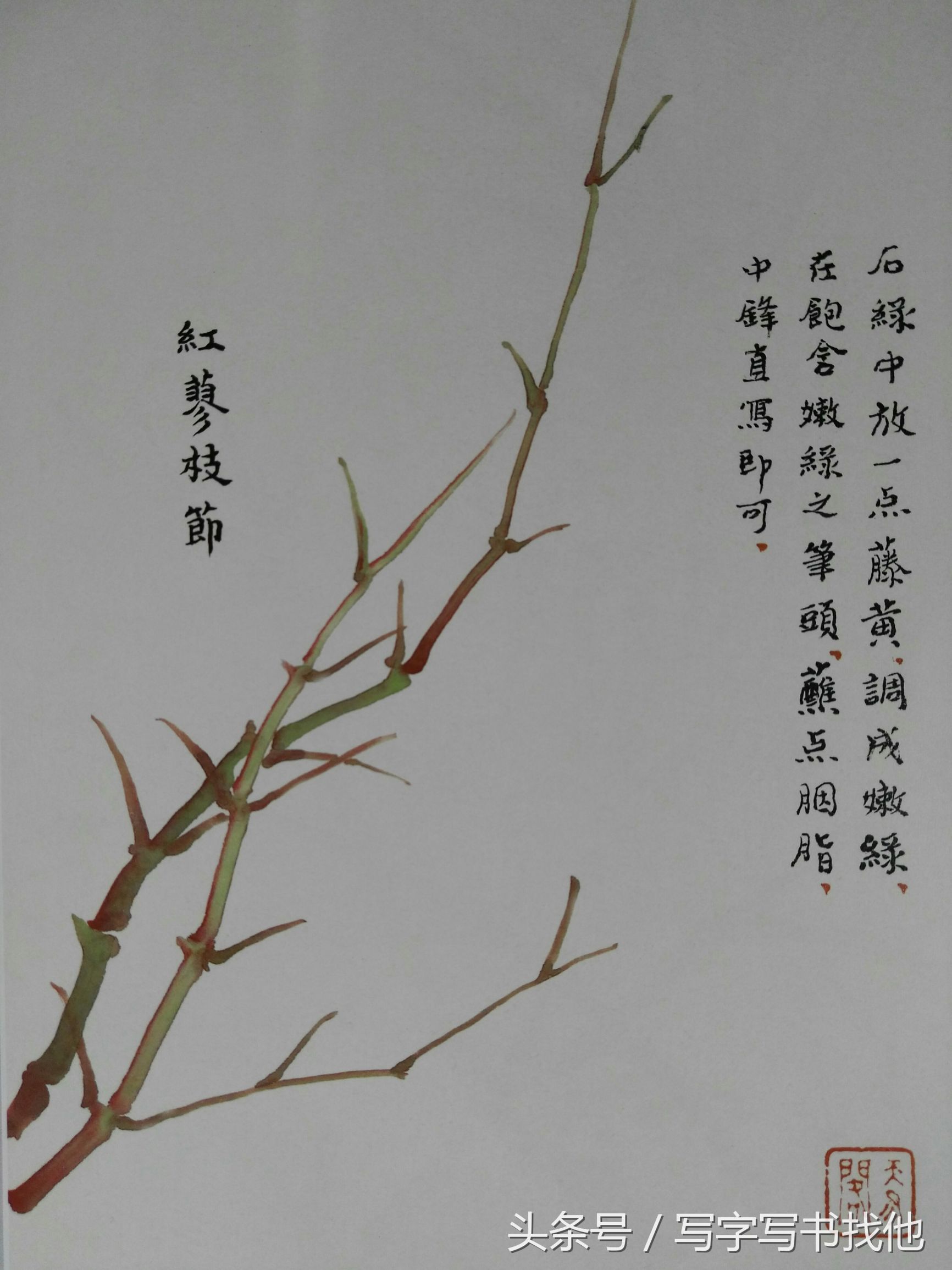 蝴蝶飞蛾蜻蜓蚱蜢螳螂蝉等怎么画？根下苔草怎么点缀