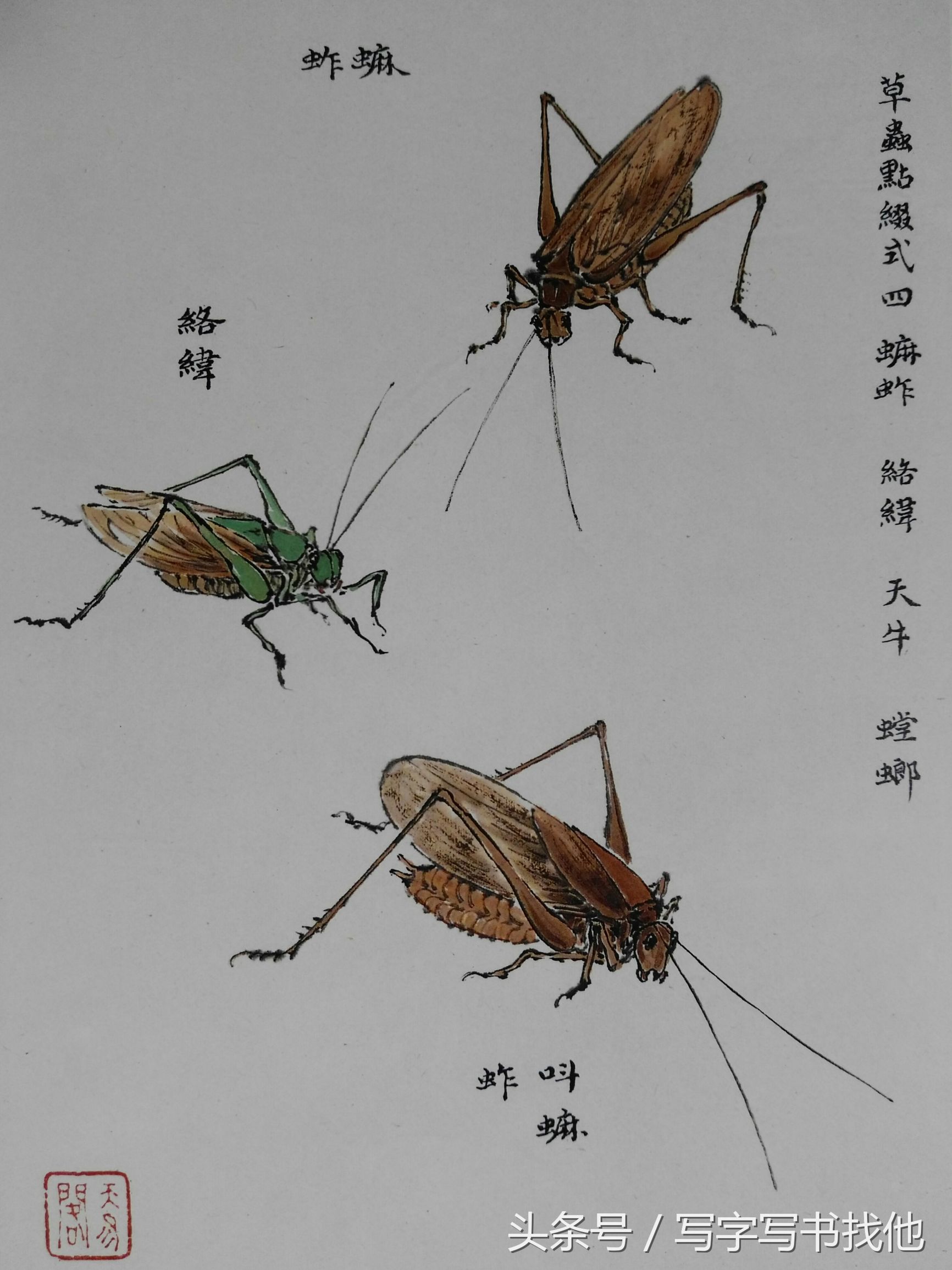 蝴蝶飞蛾蜻蜓蚱蜢螳螂蝉等怎么画？根下苔草怎么点缀