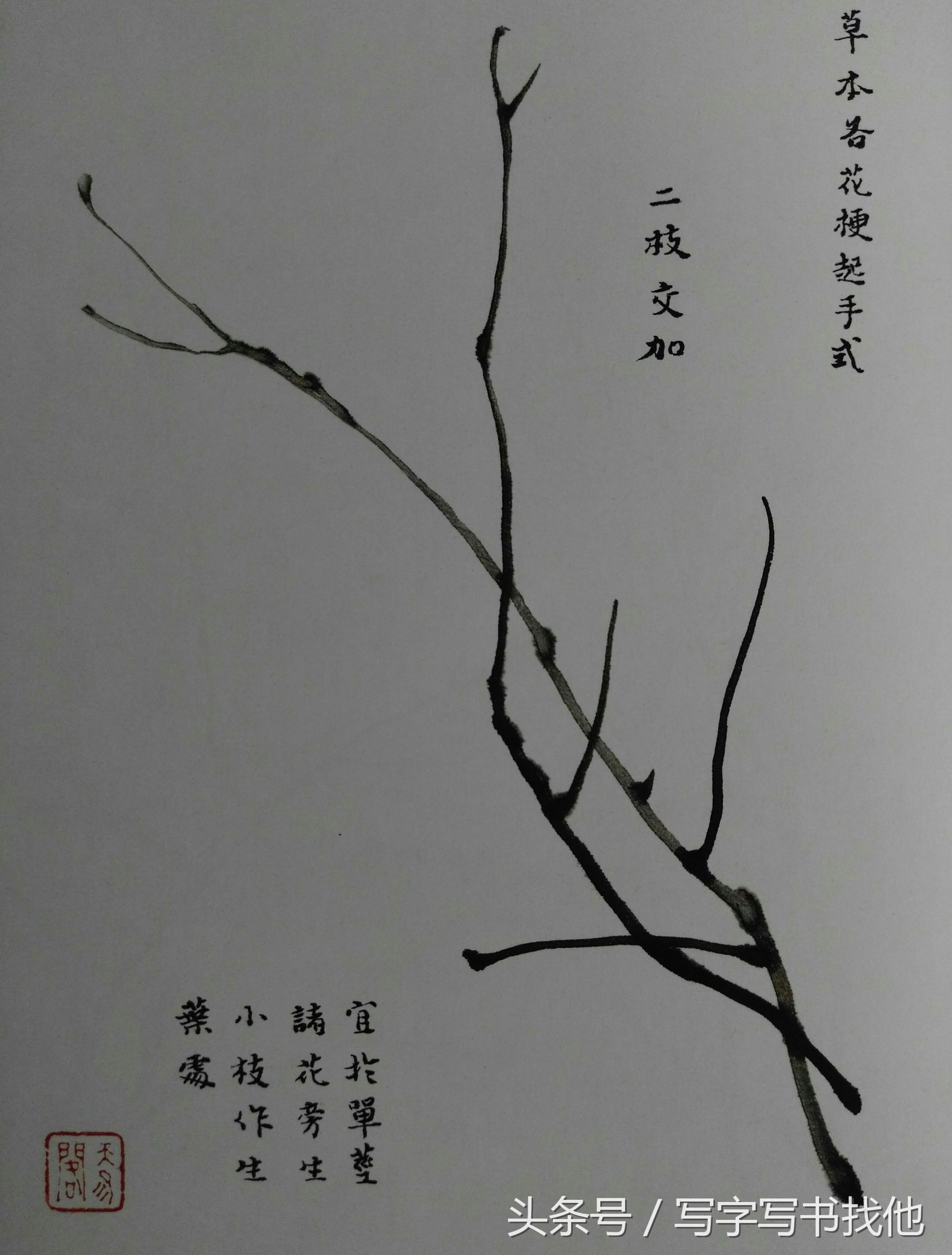 昆虫绘画教程：螳螂蝴蝶蜻蜓蚱蜢蝉等昆虫的简单画法步骤
