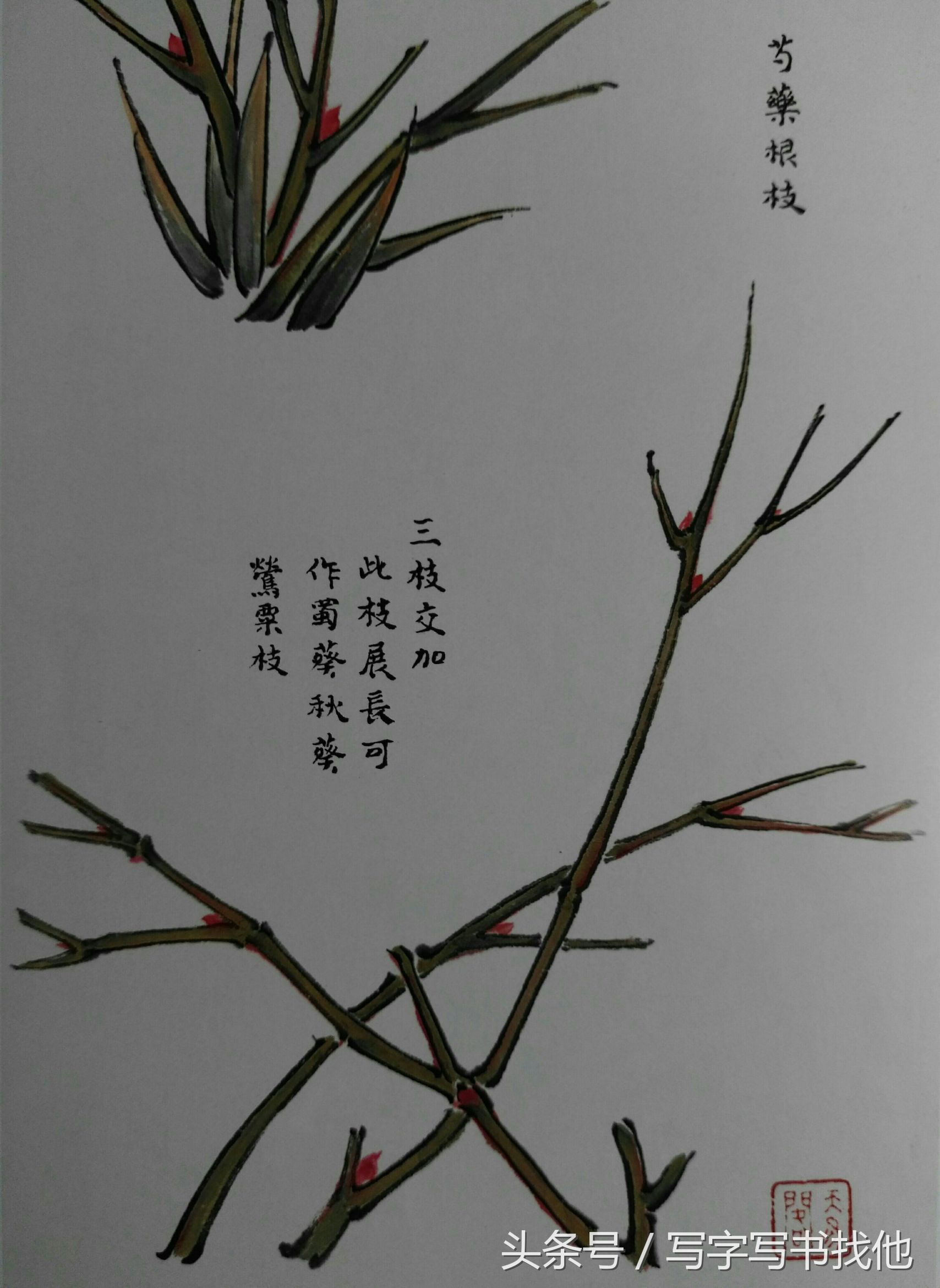 蝴蝶飞蛾蜻蜓蚱蜢螳螂蝉等怎么画？根下苔草怎么点缀