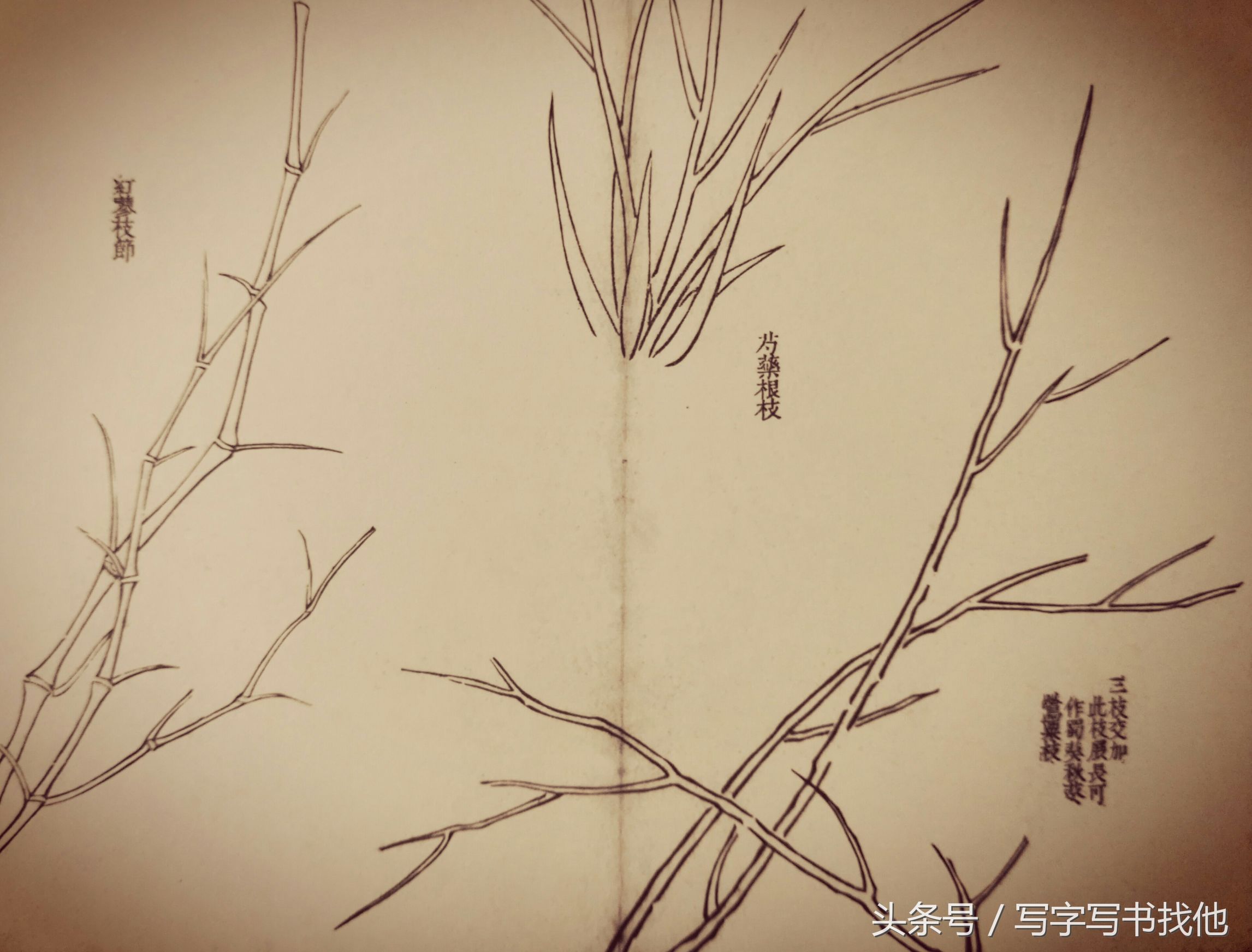 蝴蝶飞蛾蜻蜓蚱蜢螳螂蝉等怎么画？根下苔草怎么点缀