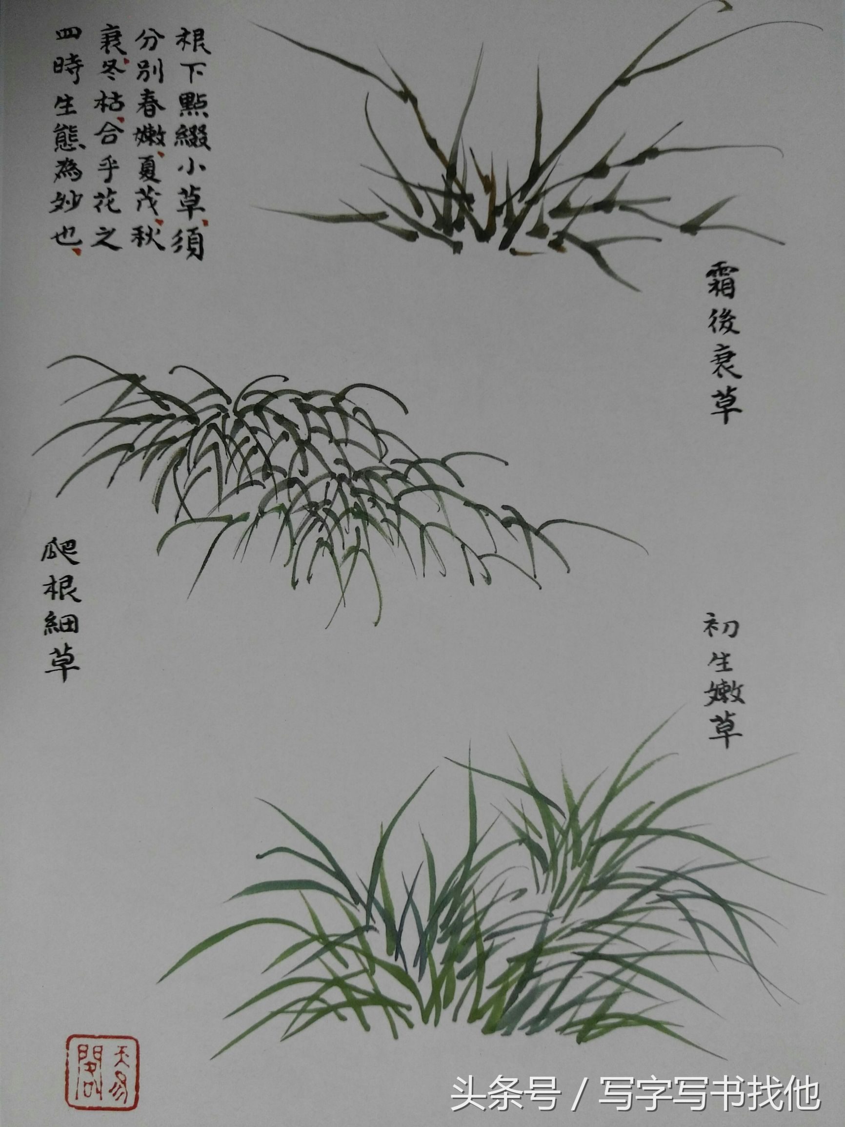 蝴蝶飞蛾蜻蜓蚱蜢螳螂蝉等怎么画？根下苔草怎么点缀