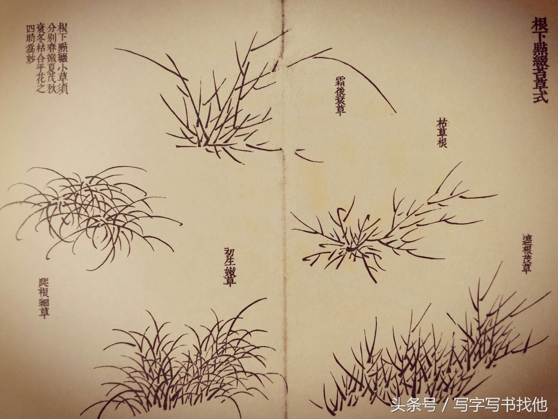 蝴蝶飞蛾蜻蜓蚱蜢螳螂蝉等怎么画？根下苔草怎么点缀