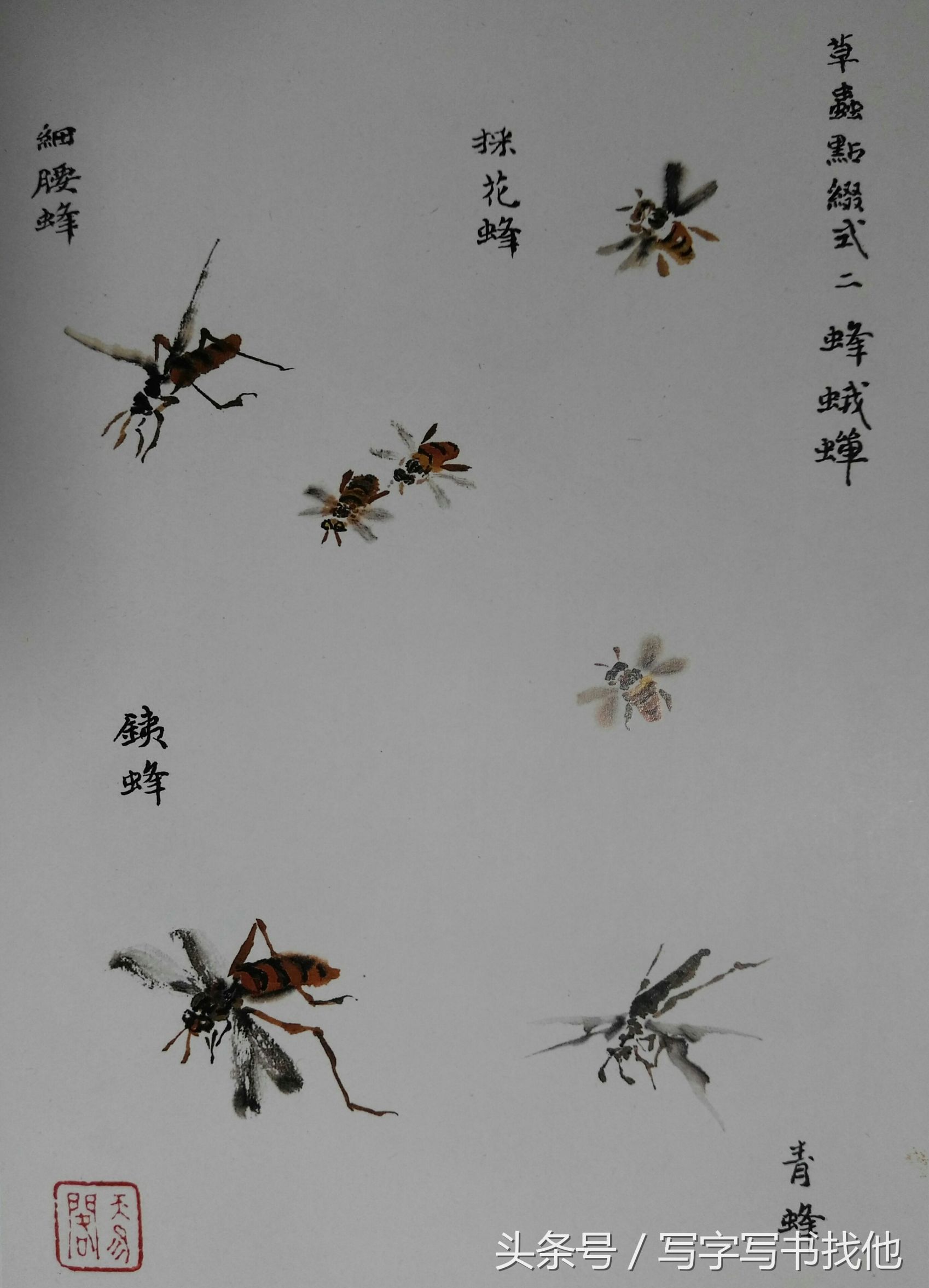 蝴蝶飞蛾蜻蜓蚱蜢螳螂蝉等怎么画？根下苔草怎么点缀