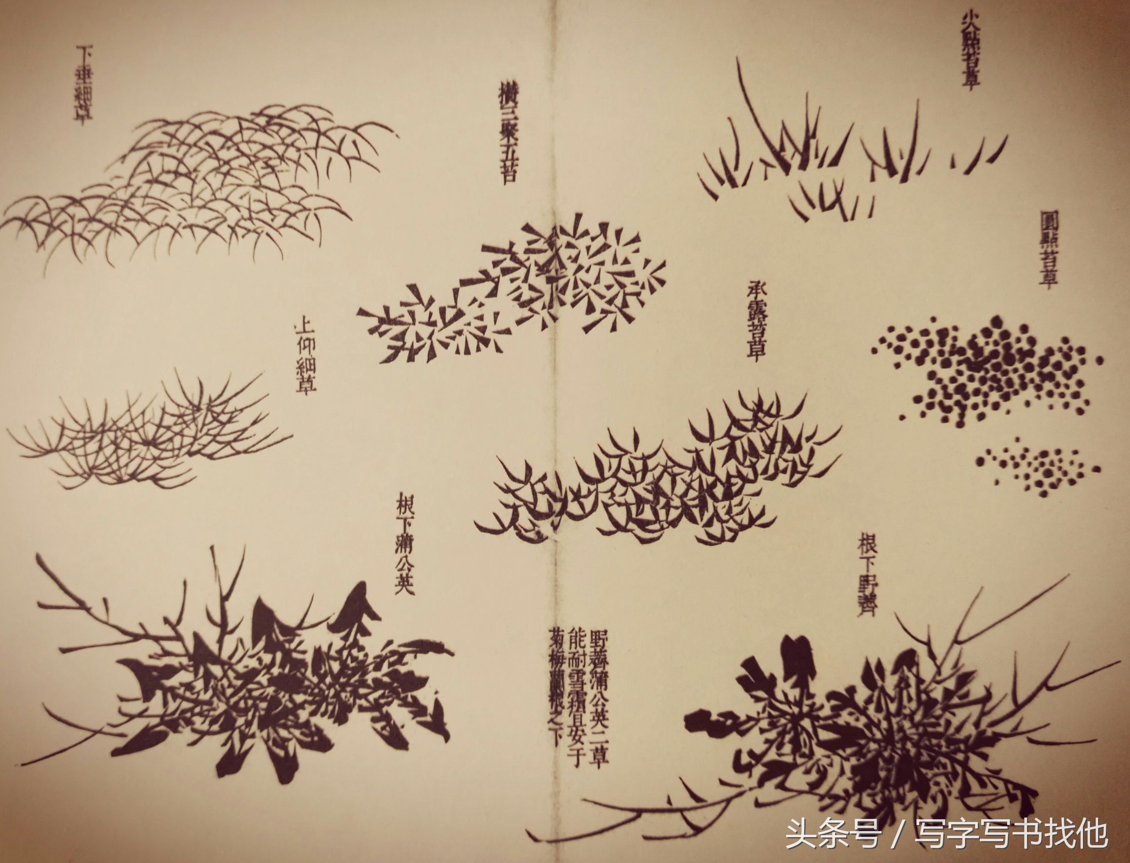 蝴蝶飞蛾蜻蜓蚱蜢螳螂蝉等怎么画？根下苔草怎么点缀