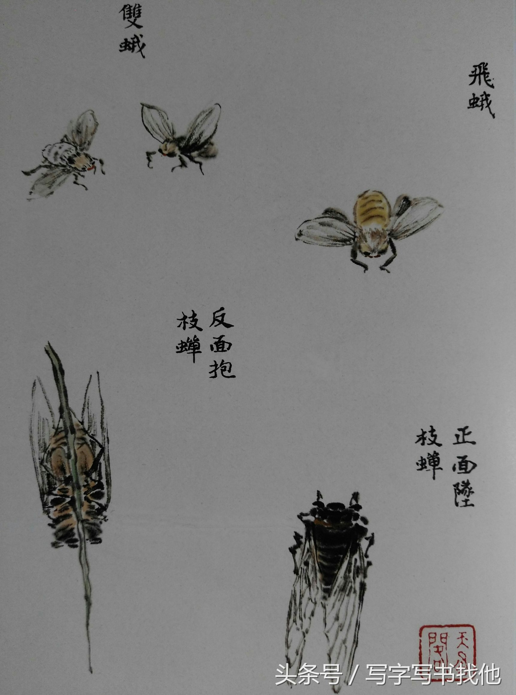 蝴蝶飞蛾蜻蜓蚱蜢螳螂蝉等怎么画？根下苔草怎么点缀