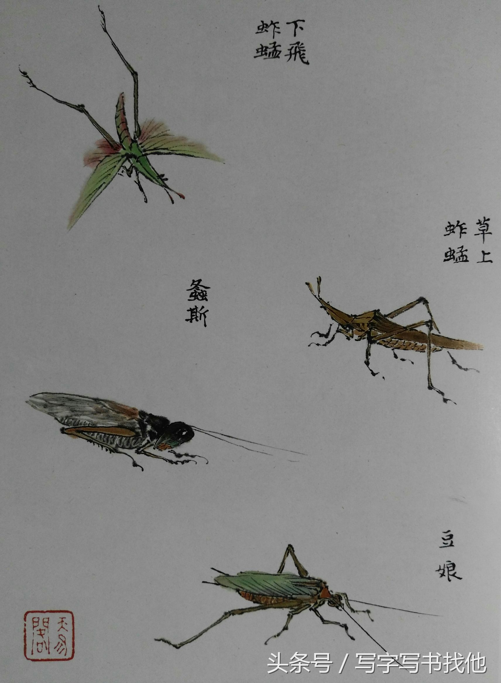 蝴蝶飞蛾蜻蜓蚱蜢螳螂蝉等怎么画？根下苔草怎么点缀