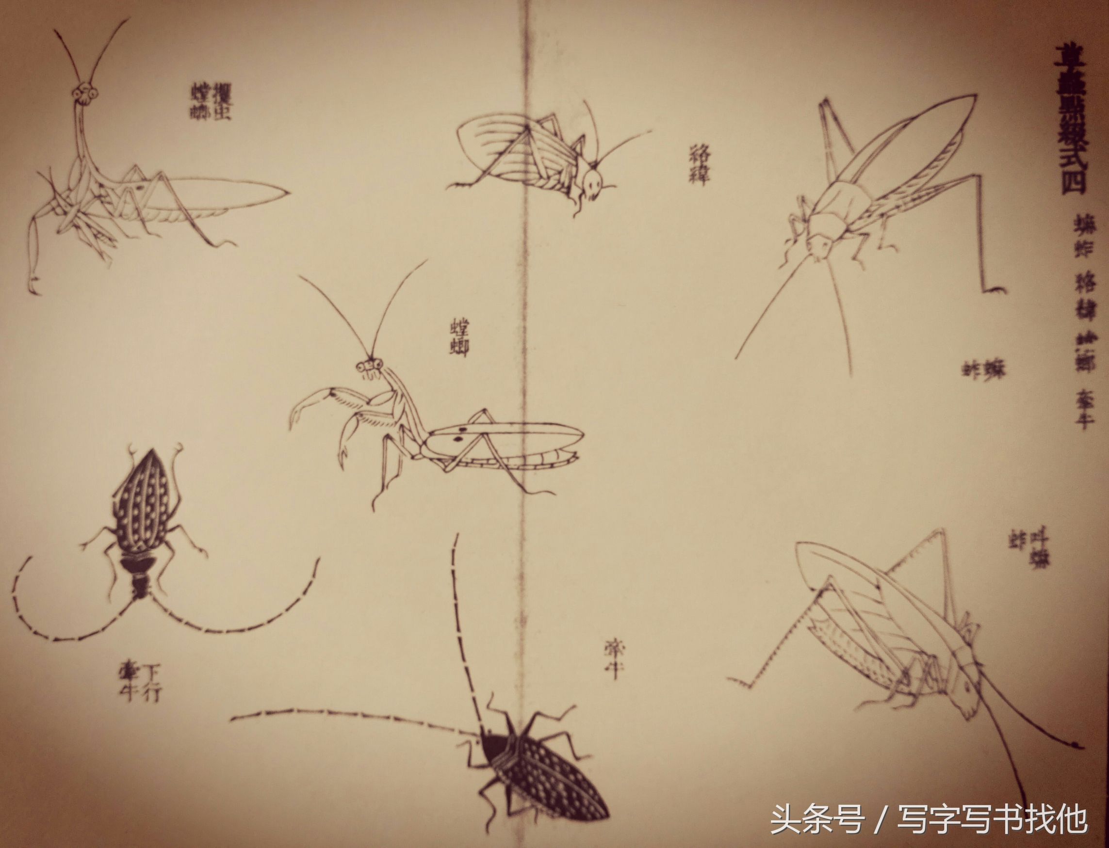 蝴蝶飞蛾蜻蜓蚱蜢螳螂蝉等怎么画？根下苔草怎么点缀