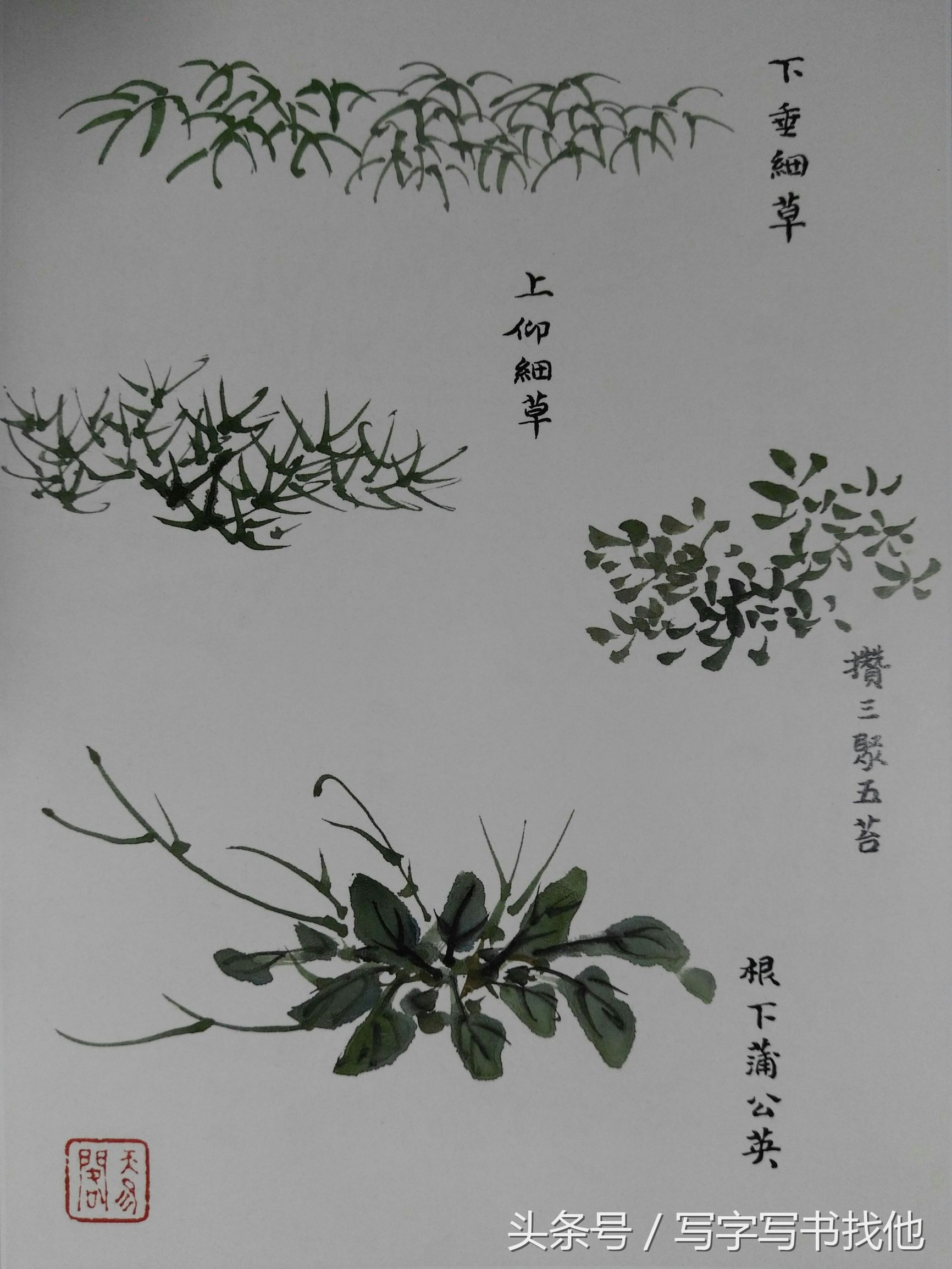 蝴蝶飞蛾蜻蜓蚱蜢螳螂蝉等怎么画？根下苔草怎么点缀