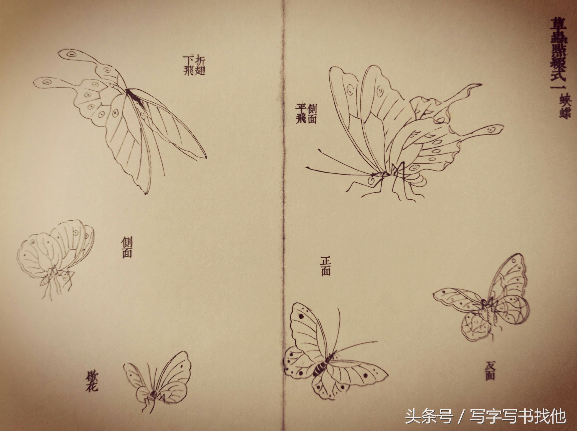 蝴蝶飞蛾蜻蜓蚱蜢螳螂蝉等怎么画？根下苔草怎么点缀