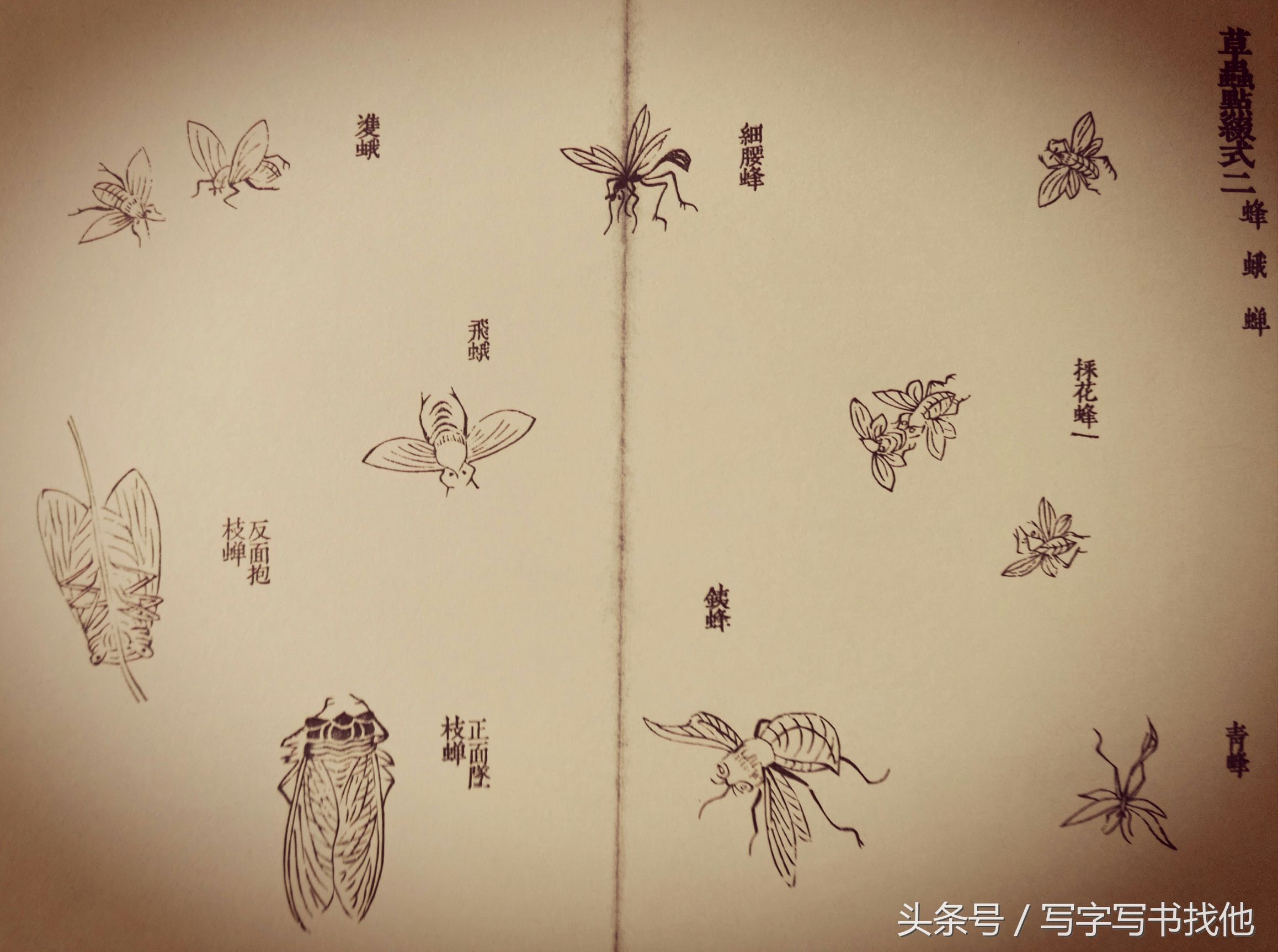蝴蝶飞蛾蜻蜓蚱蜢螳螂蝉等怎么画？根下苔草怎么点缀
