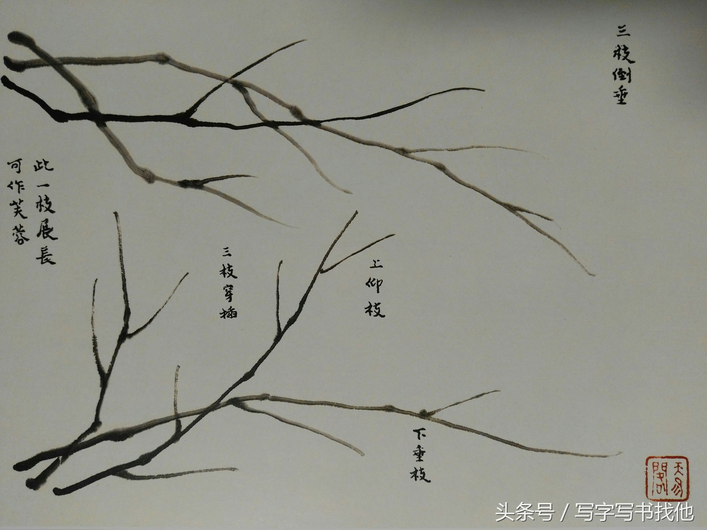 蝴蝶飞蛾蜻蜓蚱蜢螳螂蝉等怎么画？根下苔草怎么点缀