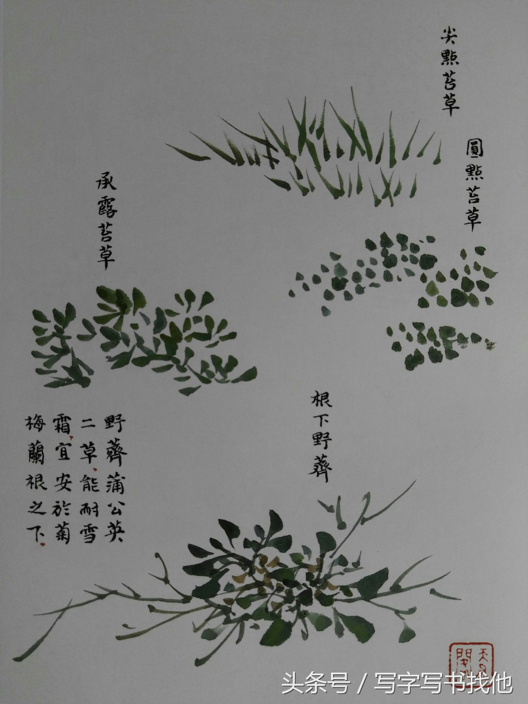 蝴蝶飞蛾蜻蜓蚱蜢螳螂蝉等怎么画？根下苔草怎么点缀