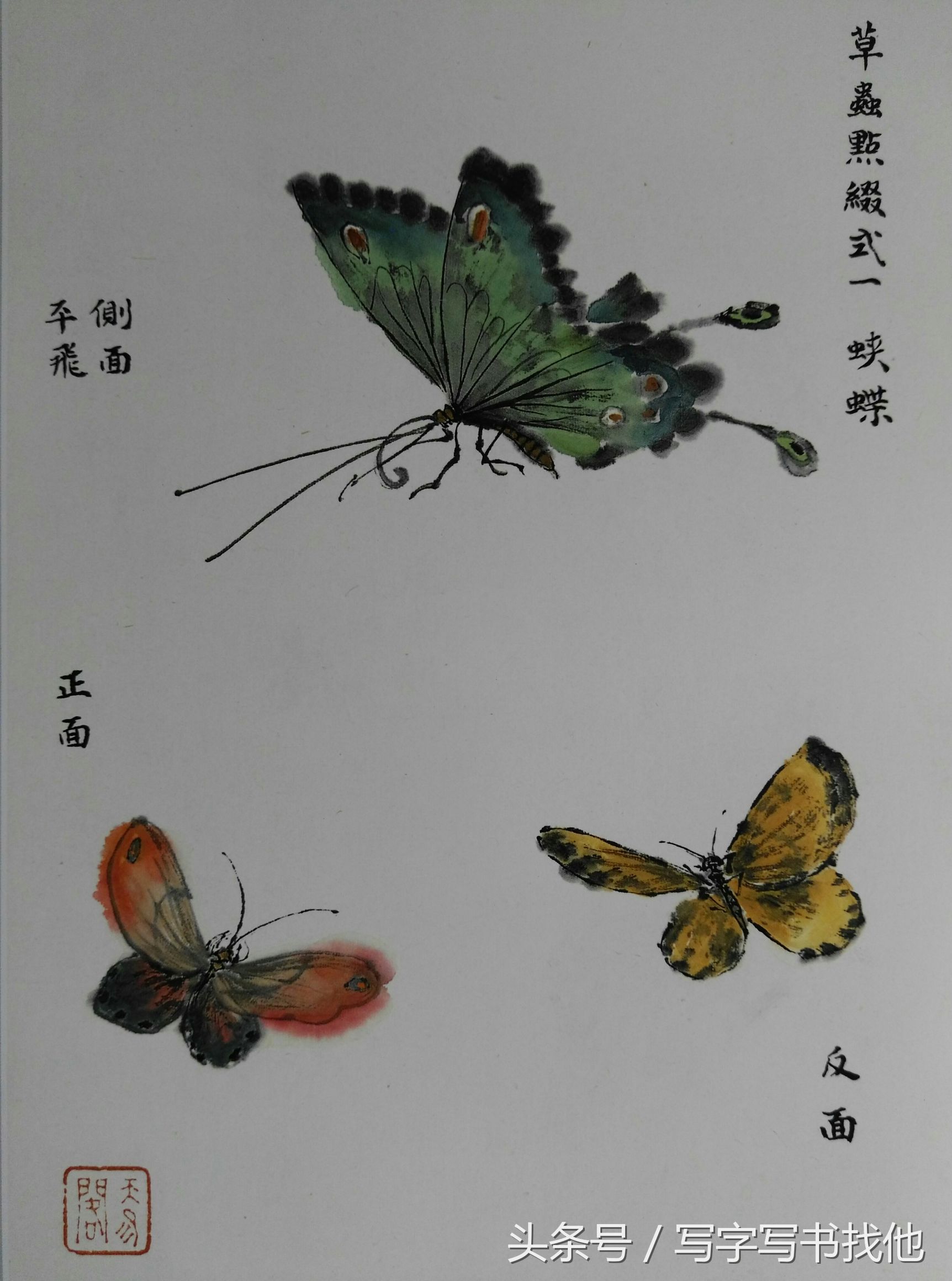 蝴蝶飞蛾蜻蜓蚱蜢螳螂蝉等怎么画？根下苔草怎么点缀