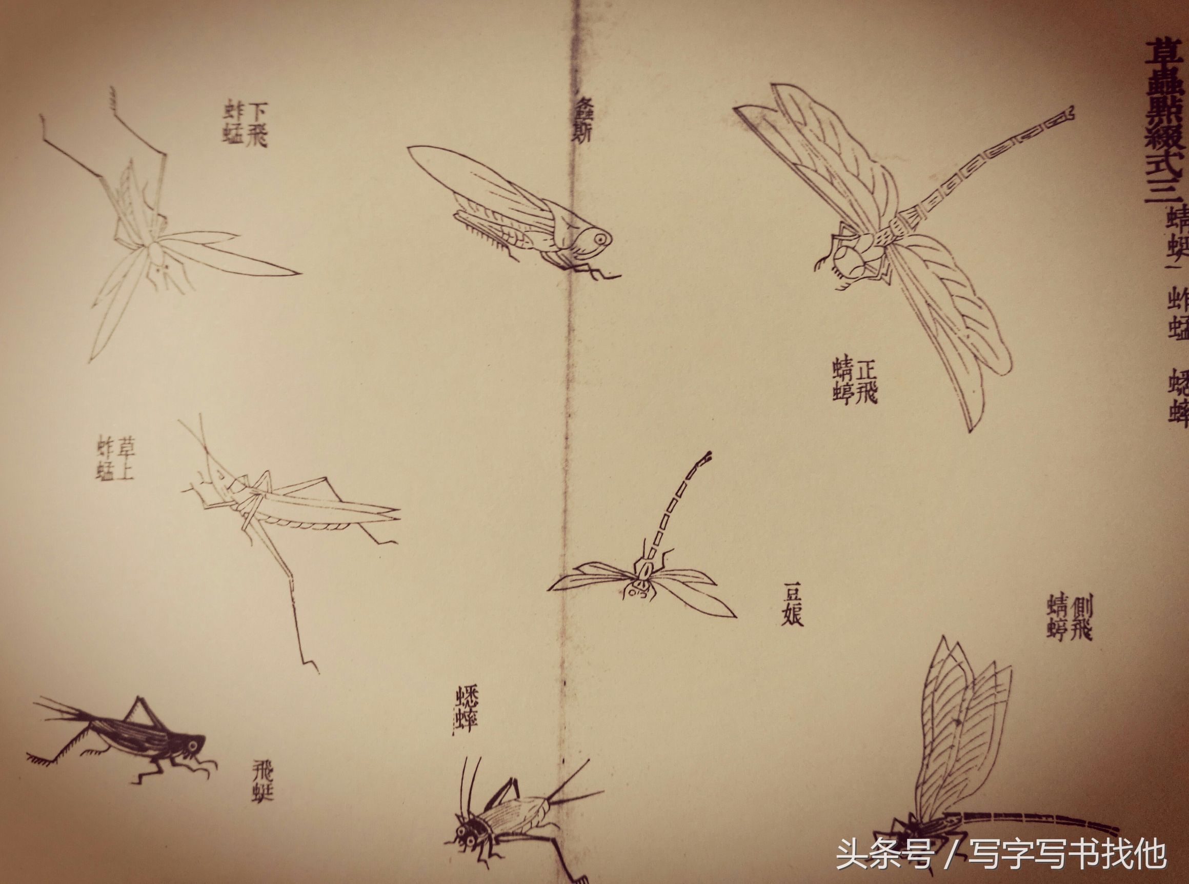 蝴蝶飞蛾蜻蜓蚱蜢螳螂蝉等怎么画？根下苔草怎么点缀