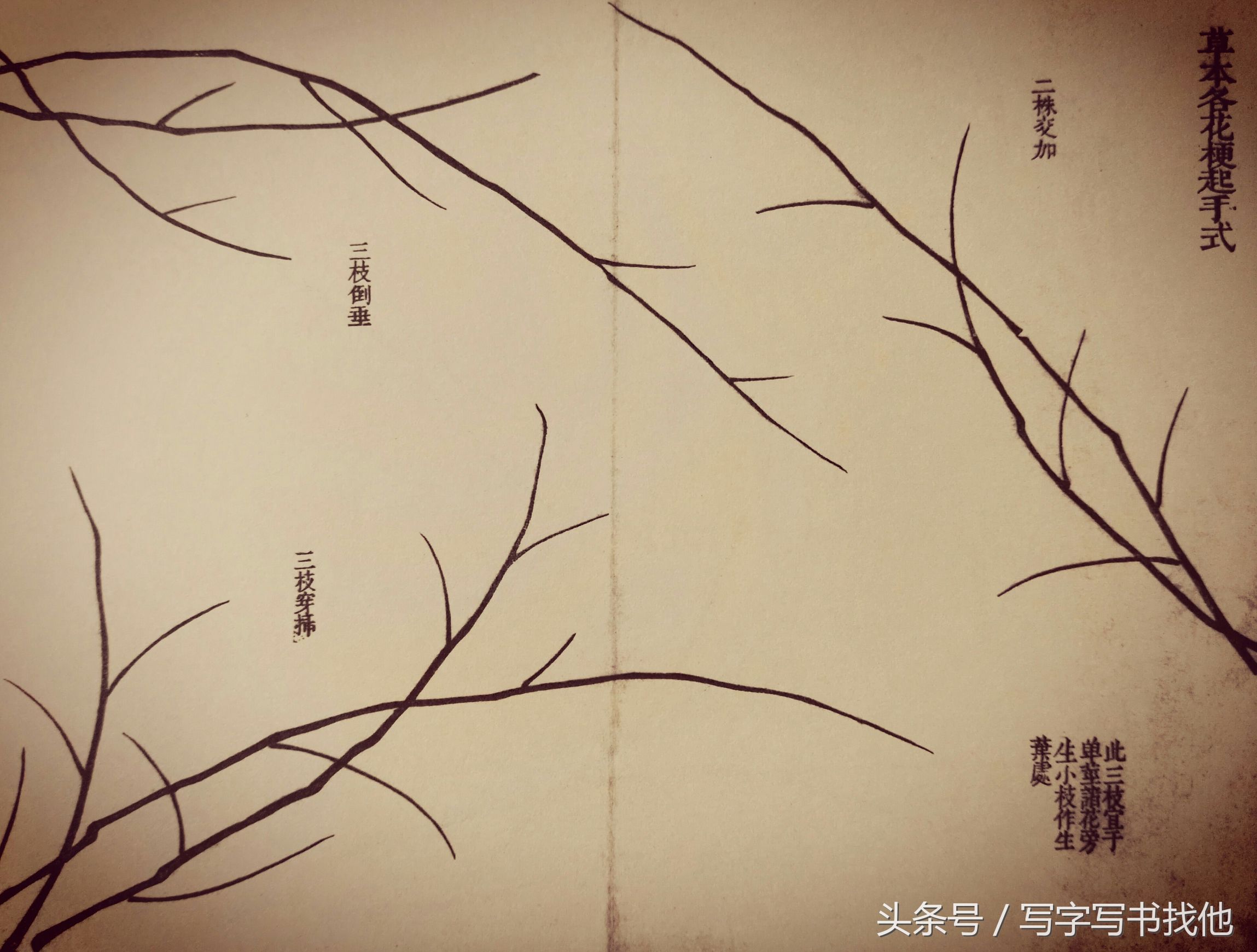 蝴蝶飞蛾蜻蜓蚱蜢螳螂蝉等怎么画？根下苔草怎么点缀