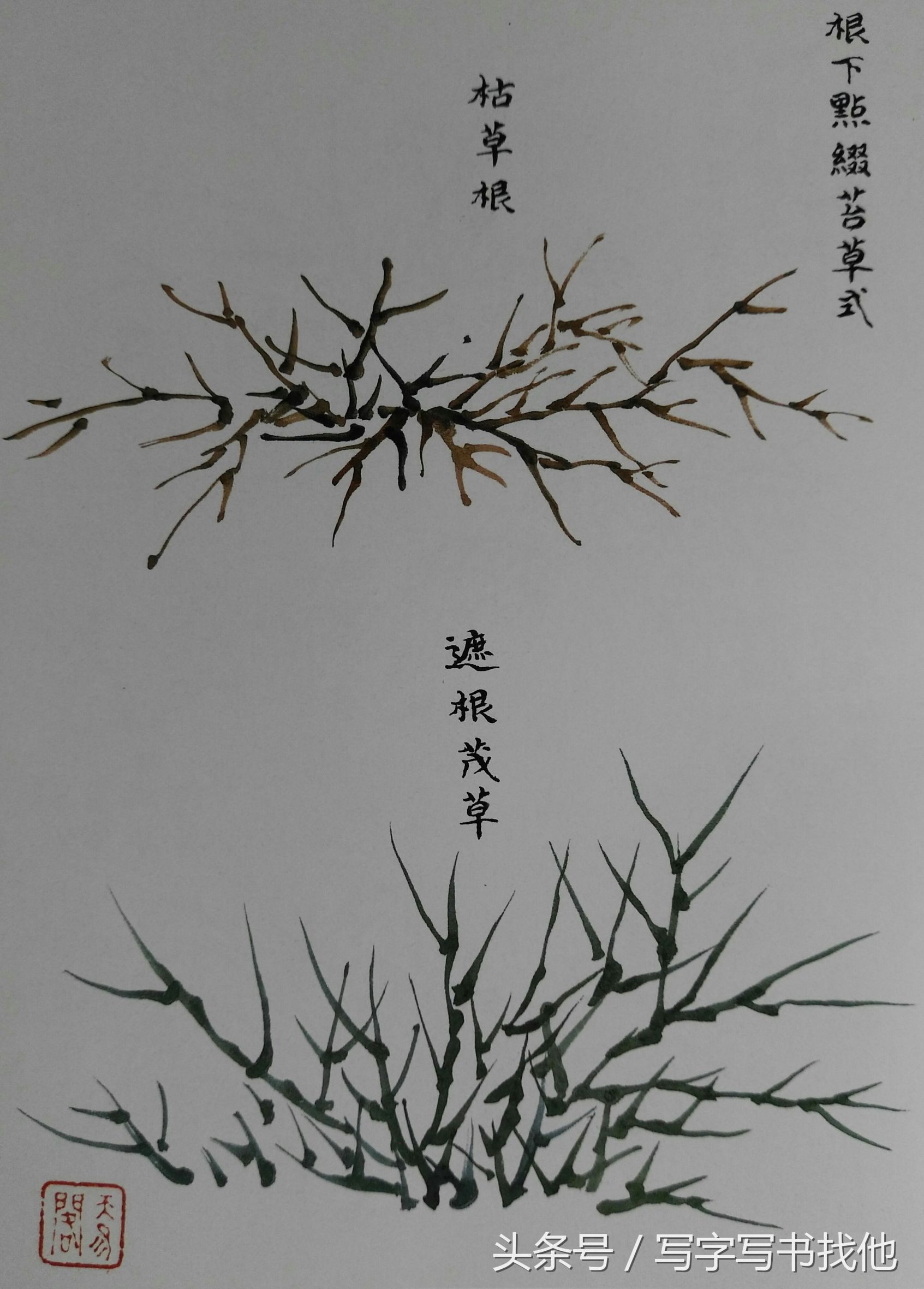 蝴蝶飞蛾蜻蜓蚱蜢螳螂蝉等怎么画？根下苔草怎么点缀